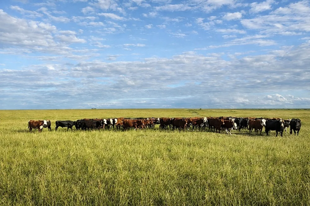 Hoy y mañana Lote 21 rematará 8.800 vacunos.