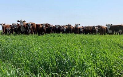 Momento de producir alimentos para el ganado, y reservas.