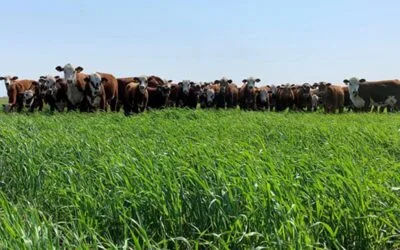 Momento de producir alimentos para el ganado, y reservas.
