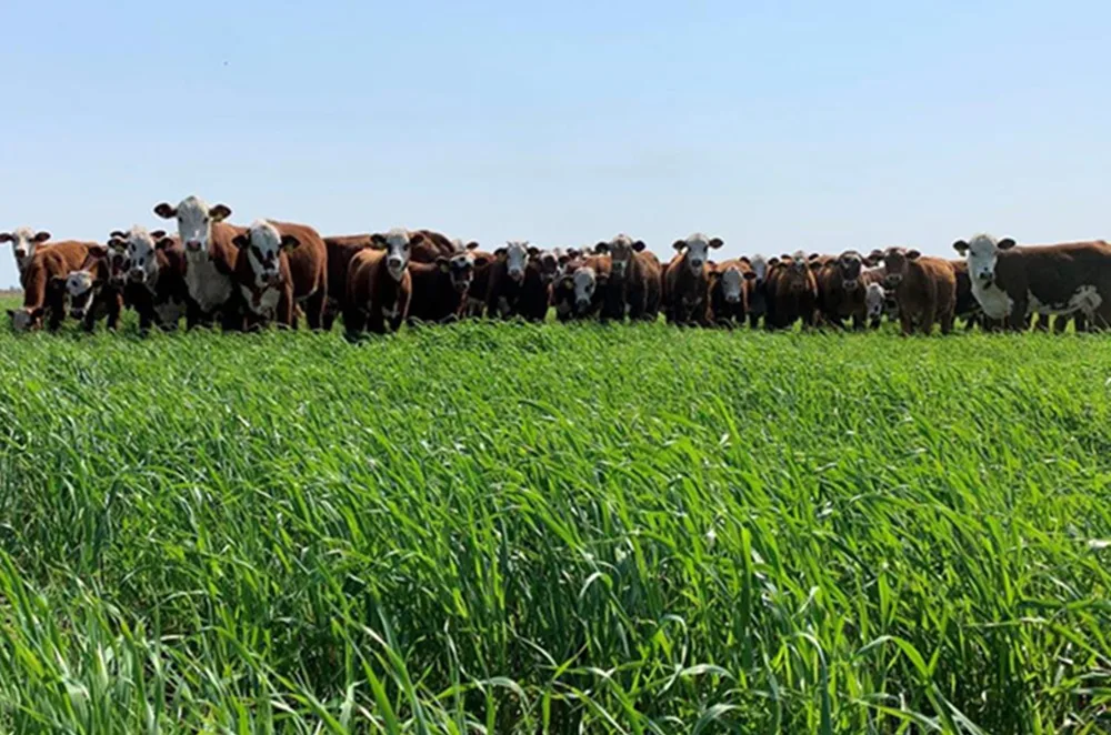 De la seca al invierno sin forraje: cómo evitar el peor escenario en el campo