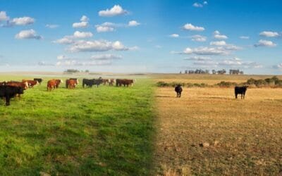 Encuesta del Plan Agropecuario: Garrapata y bichera mantienen su presencia.