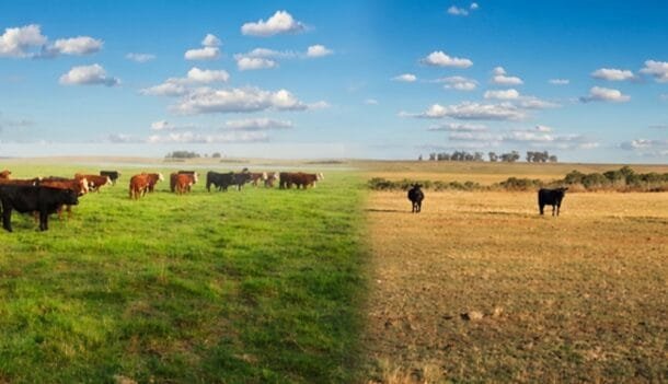 Encuesta del Plan Agropecuario: Garrapata y bichera mantienen su presencia.
