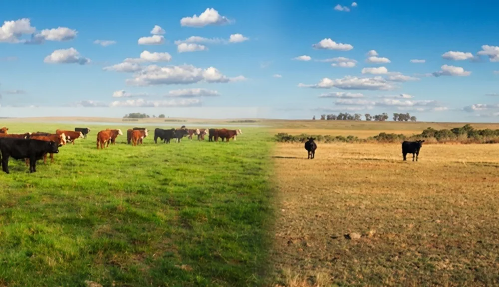 Encuesta del Plan Agropecuario: Garrapata y bichera mantienen su presencia.