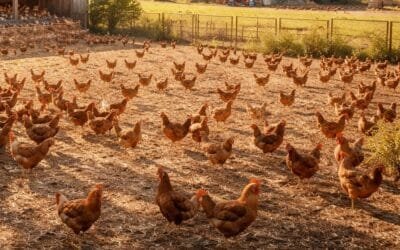 Ante la influenza aviar, la Plataforma de Salud Animal de INIA es clave en apoyo al MGAP.