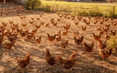 Ante la influenza aviar, la Plataforma de Salud Animal de INIA es clave en apoyo al MGAP.