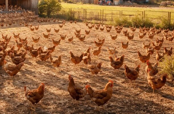 Emergencia sanitaria: la plataforma científica que puede marcar la diferencia frente a la influenza aviar