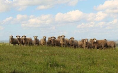 Una mirada a los desafíos según sistema de producción ovina (II).