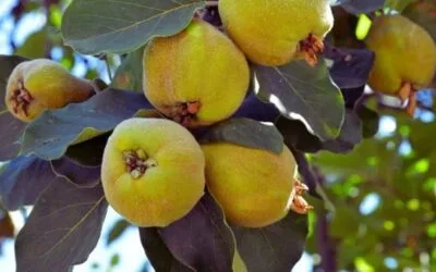 El mercado de granja ya cuenta con las primeras partidas de frutas otoñales.