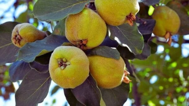 Llegan los membrillos, las granadas y los frutos nativos: el otoño ya se siente en el mercado de granja