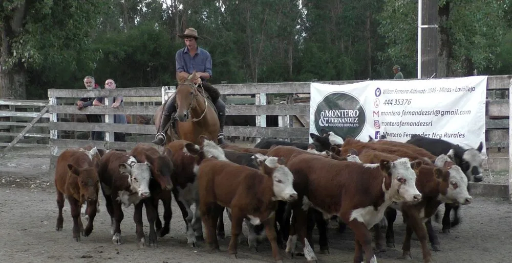 El Campanero tuvo dinamismo y cotizaciones en reacomodo.