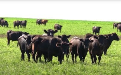 Estabilidad y leves movimientos de valores en el mercado de haciendas.