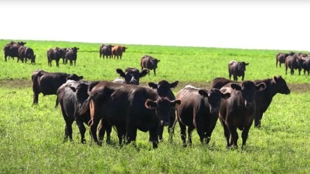 Faena vacuna cae casi 10% en el año y la industria frena subas: ¿qué está pasando en el mercado?