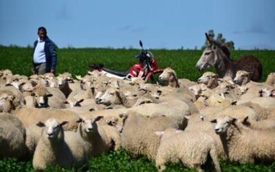 Una mirada a los desafíos según sistema de producción ovina (IV).