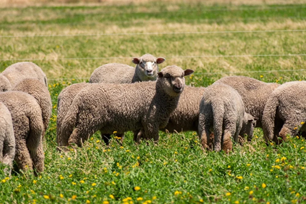 Una mirada a los desafíos según sistema de producción ovina (III).
