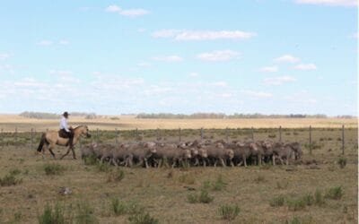 Una mirada a los desafíos según sistema de producción ovina (I).