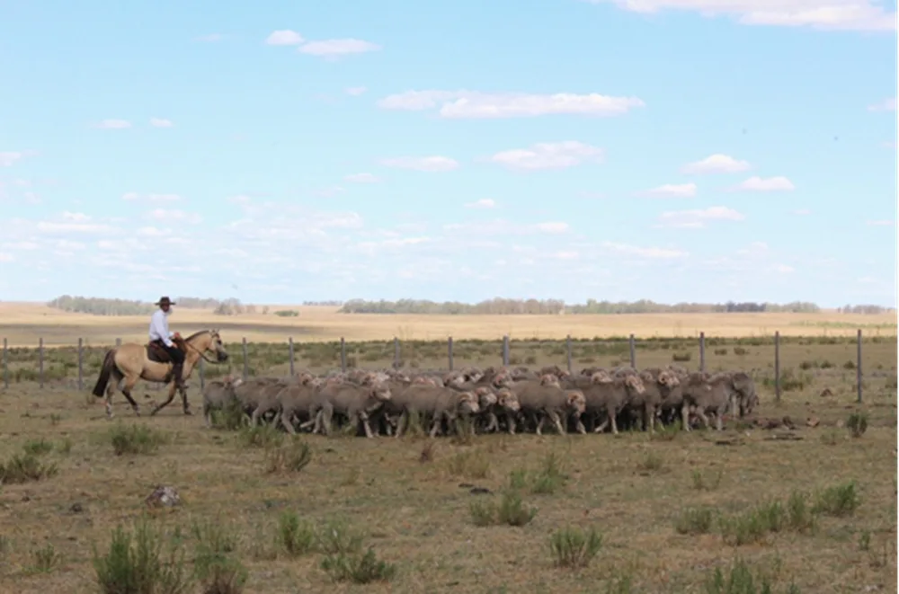 Una mirada a los desafíos según sistema de producción ovina (I).