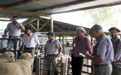 Faltaron borregos en el 37º remate de San Gerardo y Doña Elisa.