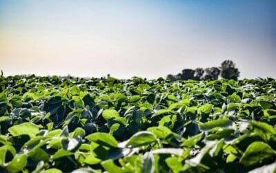 Con IA, Brasil se pone a la vanguardia de la predicción de rendimiento de soja.