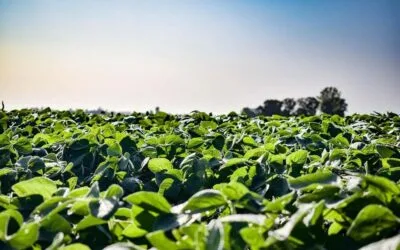 Con IA, Brasil se pone a la vanguardia de la predicción de rendimiento de soja.