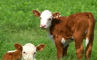 Tecnologías para el manejo de otoño.