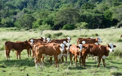 Plaza Rural llegó a los US$ 5,40 por terneros livianos.