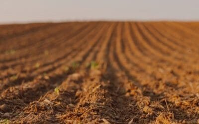 Encalado: una necesidad productiva que puede aumentar el PBI en 0,5% y crear más de mil empleos.