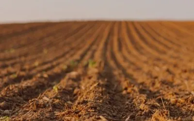 Encalado: una necesidad productiva que puede aumentar el PBI en 0,5% y crear más de mil empleos.