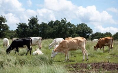 Están abiertas las preinscripciones para la 22ª edición del curso ganadero del Plan Agropecuario.