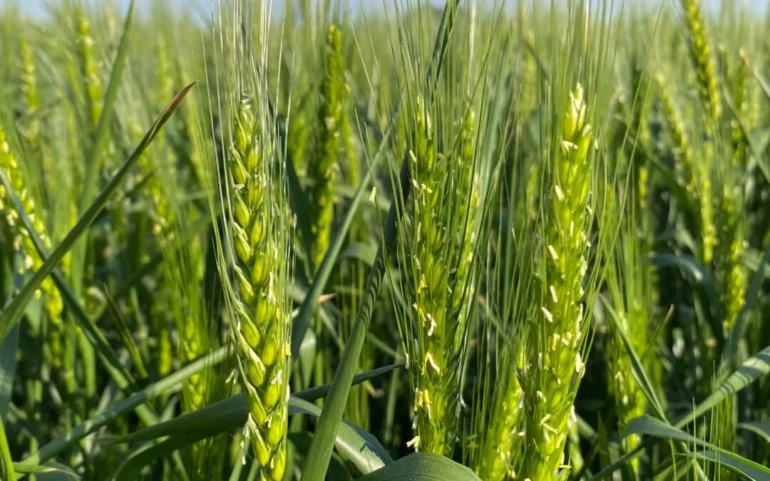 ADP y su propuesta de cara al invierno