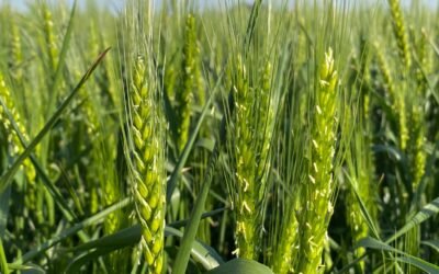 ADP y su propuesta de cara al invierno