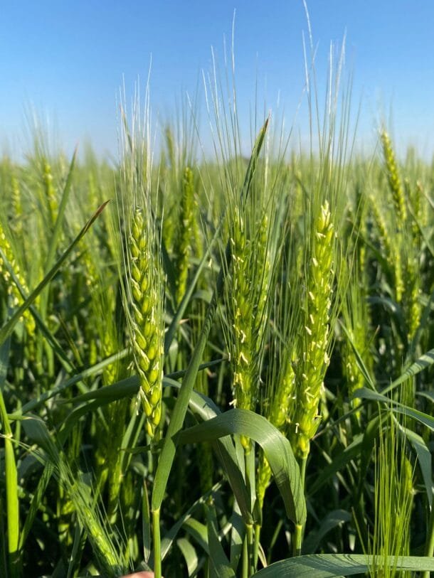 Agronegocios del Plata lanza su plan para que el campo no sufra el invierno