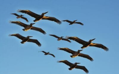 Importancia de la colaboración y compartir experiencia como forma de enfrentar la gripe aviar.