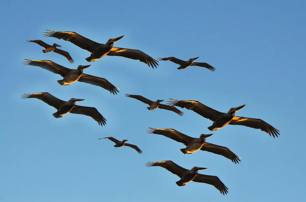 Importancia de la colaboración y compartir experiencia como forma de enfrentar la gripe aviar.