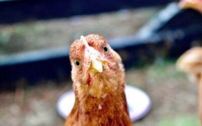 Salmonella gallinarum detectada no es zoonótica ni genera una crisis en la avicultura.