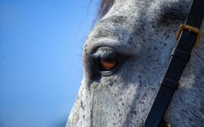 Alerta de INBA que toma medidas sobre la faena clandestina de caballos.