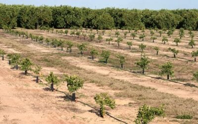 Frutales editados con Crispr: la apuesta contra el HLB, el peor enemigo de los cítricos.