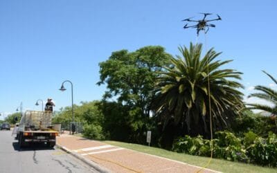 Intendencia de Colonia anunció que ha tenido “éxito” en su accionar contra el picudo rojo.