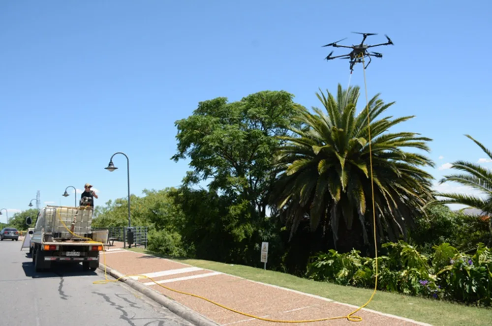 Intendencia de Colonia anunció que ha tenido “éxito” en su accionar contra el picudo rojo.