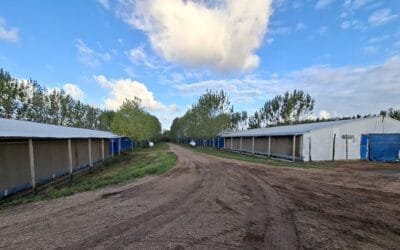 Avicultura y tecnología en galpones: la tendencia es la automatización.