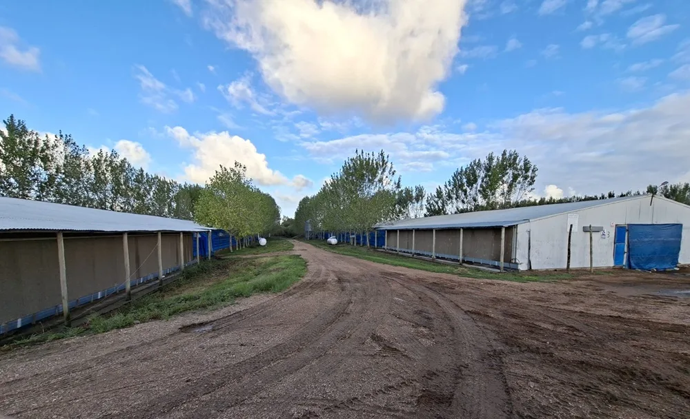 Avicultura y tecnología en galpones: la tendencia es la automatización.