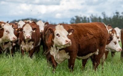 Hoy comienza Plaza Rural con Plaza Hereford.