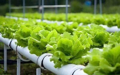 Es posible cultivar sin suelo.