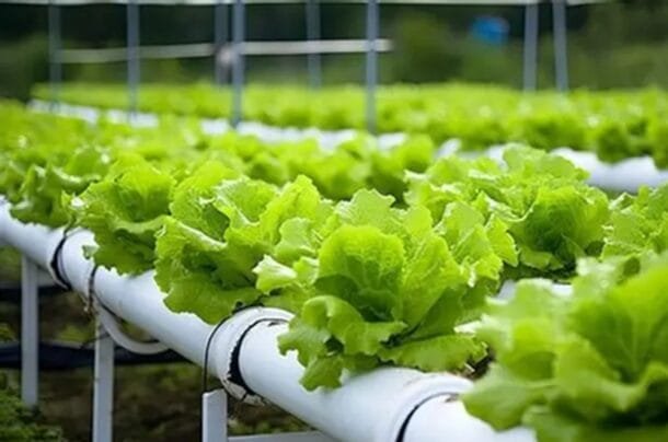 Rendimientos 10 veces mayores, 90% menos agua: la hidroponía que está cambiando las reglas del agro