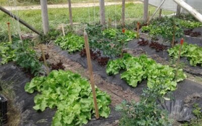 Investigarán bioinsumos para la horticultura agroecológica.