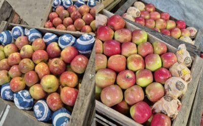 Mercado local: se completa el abanico de variedades de manzana.