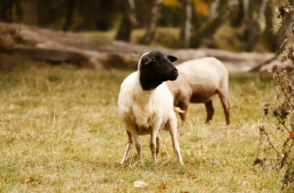 Argentina detectó brotes de scrapie clásico en ovinos importados.