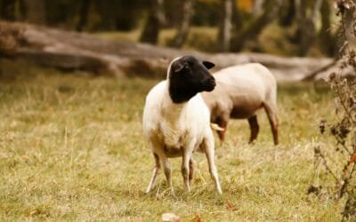 Argentina detectó brotes de scrapie clásico en ovinos importados.