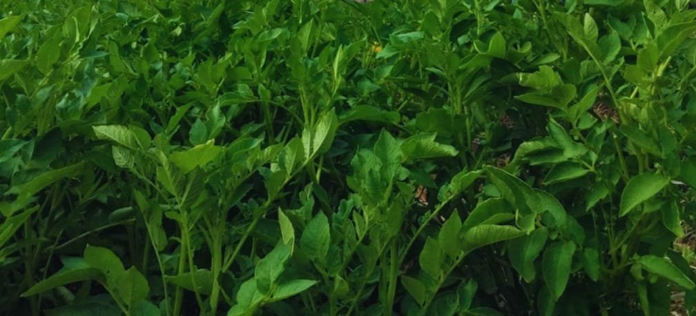 INTA desarrolló papas con doble resistencia a los virus que más afectan al cultivo.