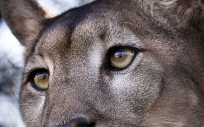 Bioparque M’Bopicuá recibió casi 600 visitas.