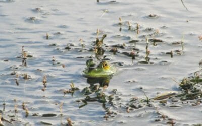 Avanza la investigación sobre la invasora rana toro.